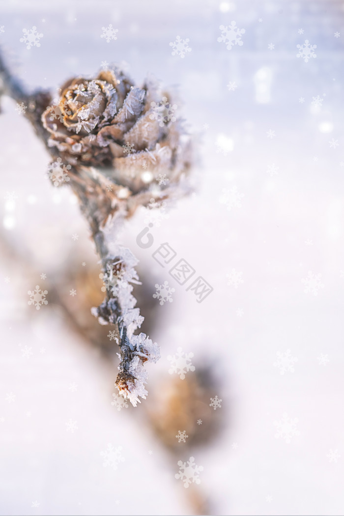 立冬植物图片