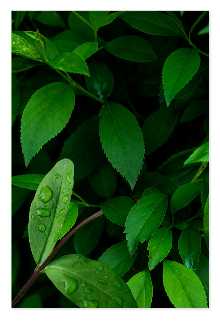 自然绿植水滴背景