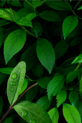 自然绿植水滴背景