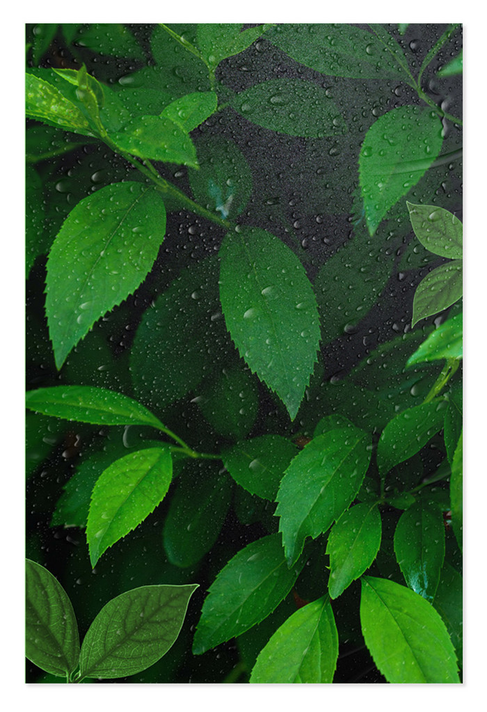 自然绿植树影雨天背景