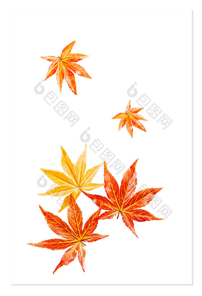 秋天枫叶写实装饰元素