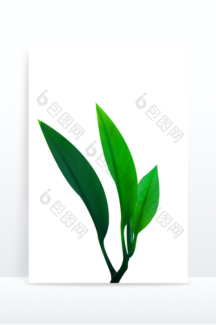 植物写实叶子树叶图片图片
