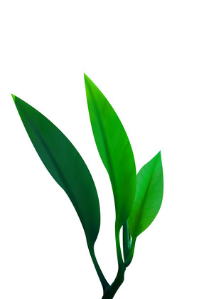 简约植物写实绿色叶子树叶元素