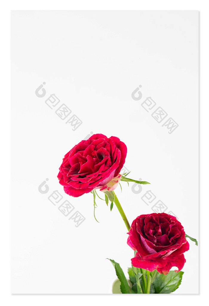 鲜花花朵红玫瑰花束