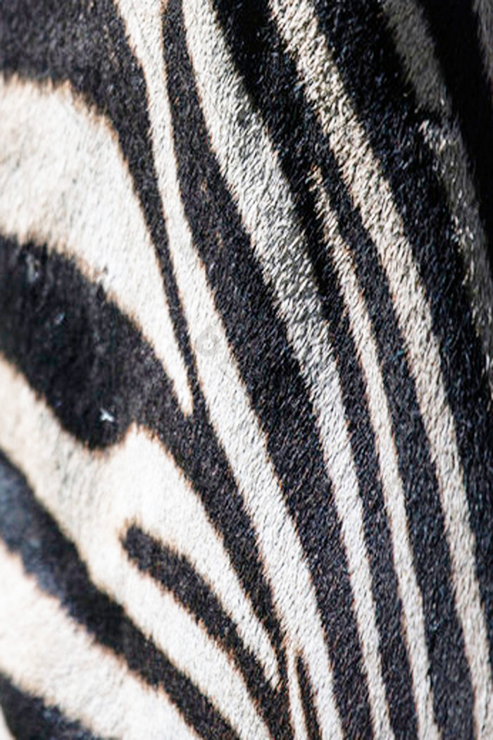 斑马动物毛发质感图片