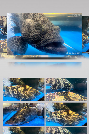 美食海鲜食材龙胆石斑鱼老虎斑4K实拍图片