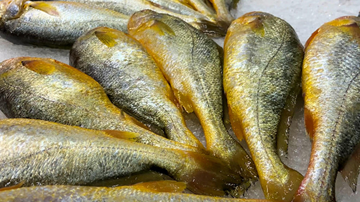 美食新鲜海鲜类食材黄鱼4K实拍视频素材