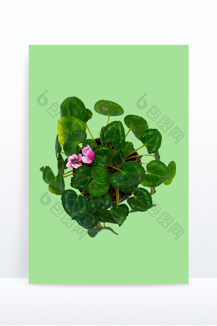 植物盆栽兰花图片图片