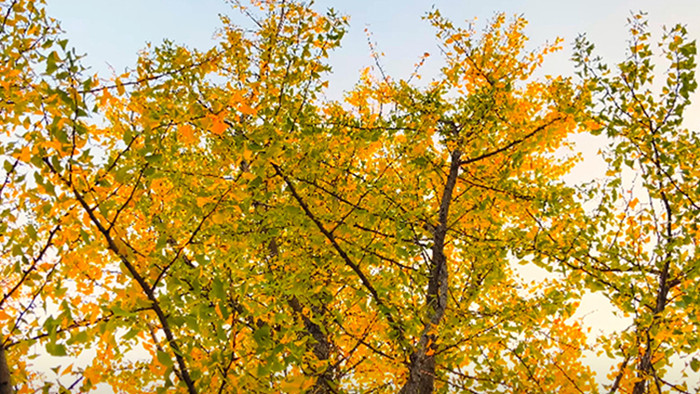唯美写意自然风景秋景金色银杏叶4K实拍