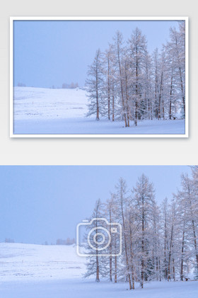 新疆树林雾淞雪景