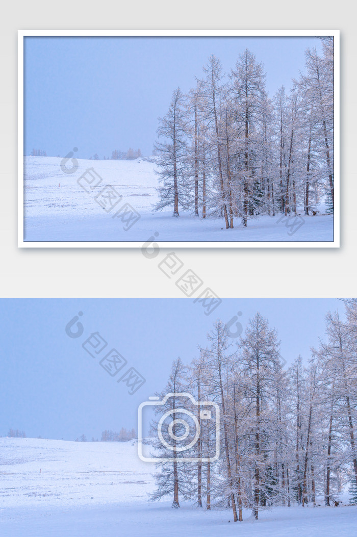 新疆树林雾淞雪景