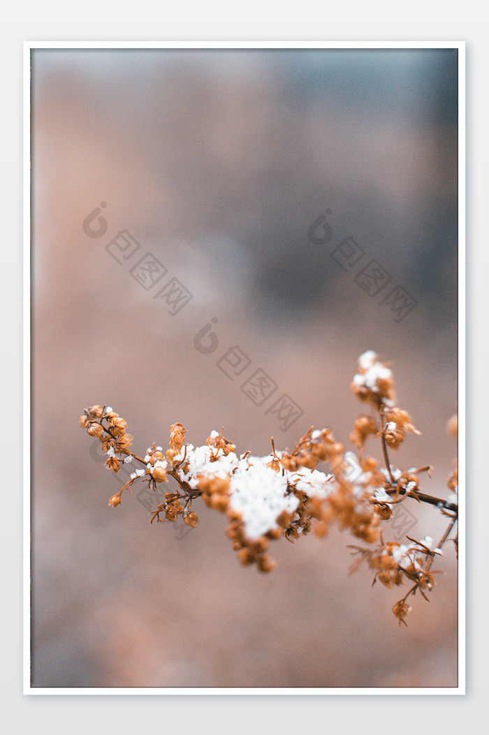 冬季室外堆满白雪的植物自然风景