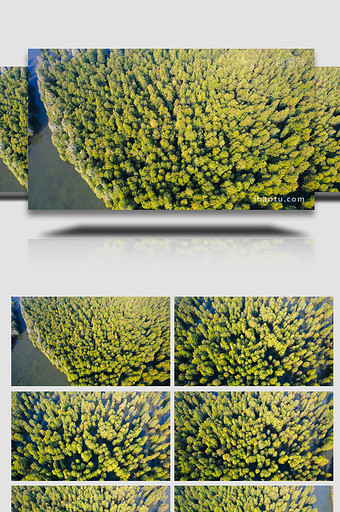 植物水杉树森林树木杉树林4K航拍图片