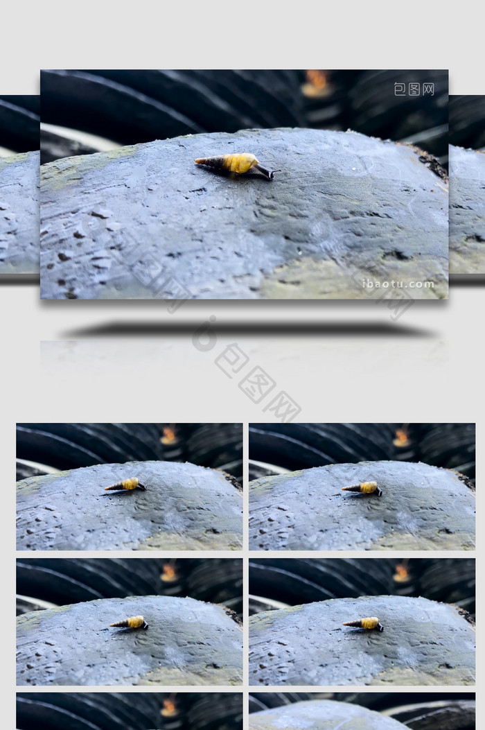 动物昆虫雨后小蜗牛在青瓦上爬行4K实拍
