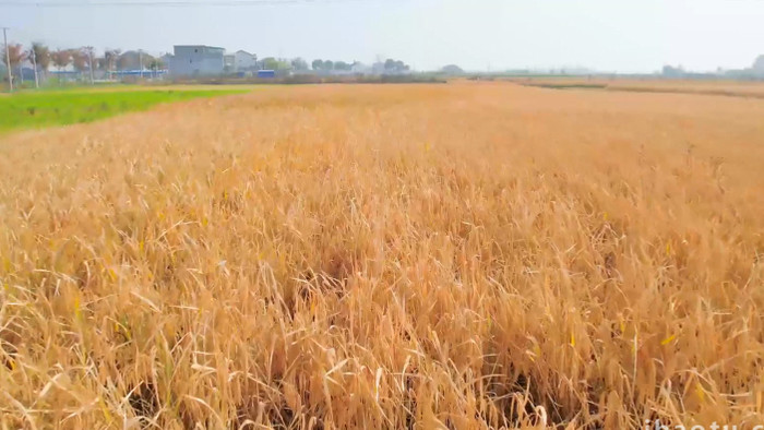 农业丰收乡村水稻丰收机械化收割4K航拍
