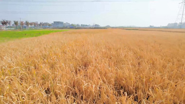 农业丰收乡村水稻丰收机械化收割4K航拍