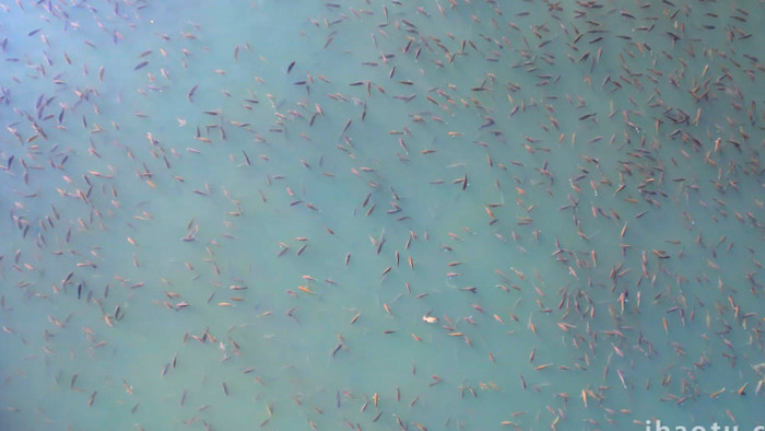 动物池塘里一大片鱼鱼儿泛滥4K航拍