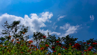 夏季花朵前景蓝天白云延时实拍