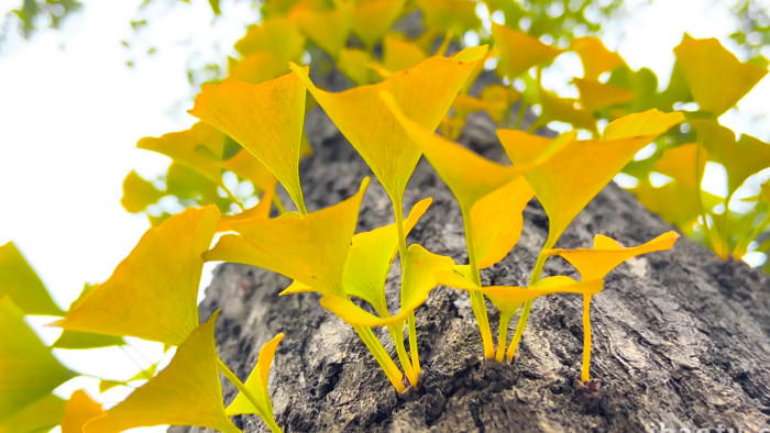 自然写意金黄色的银杏树叶秋天景色4K实拍