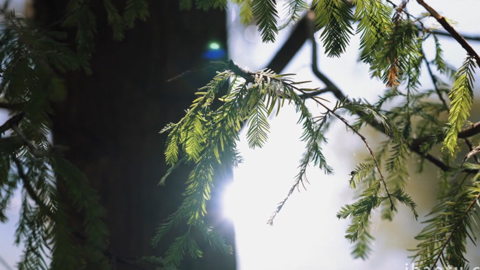 自然唯美杉树树叶植物空境写意实拍