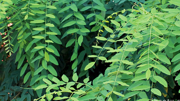 树叶绿色植物微风吹拂冷色调安静氛围4K