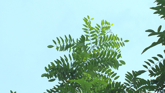 微风吹拂树叶绿色植物安静美好氛围实拍4K