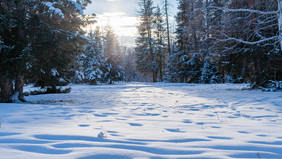 新疆喀纳斯森林雪景