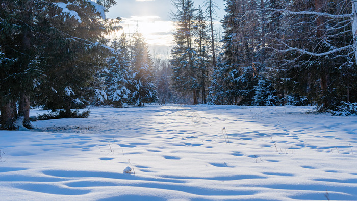 新疆喀纳斯森林雪景图片