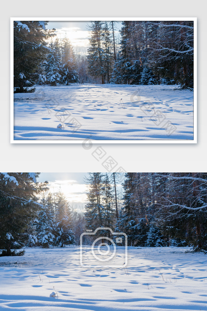 新疆喀纳斯森林雪景