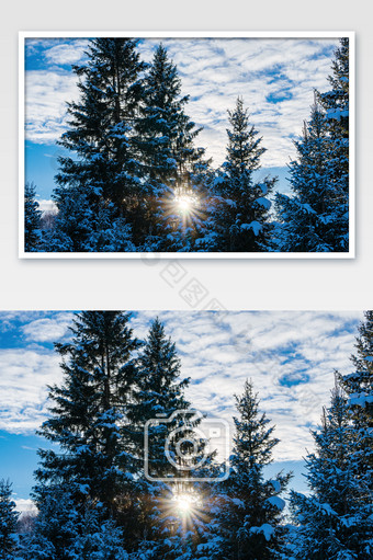 冬天阳光穿透树木上的积雪图片