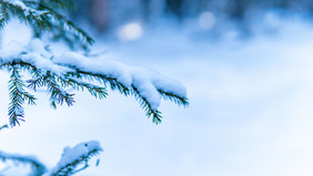 冬季松树上的积雪