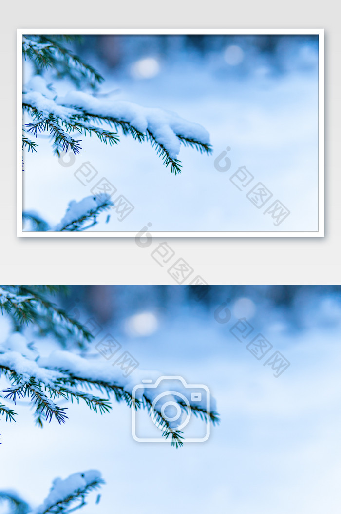 冬季松树上的积雪图片图片