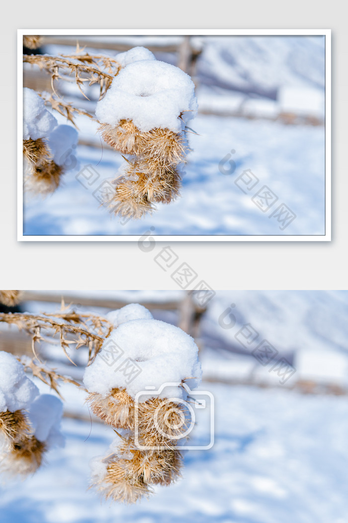 冬天植物上的积雪图图片图片