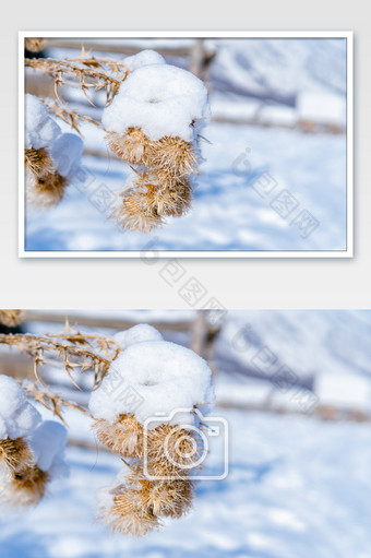 冬天植物上的积雪图图片