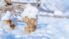 冬天植物上的积雪图