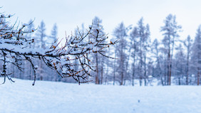 冬季树枝上的积雪白雪