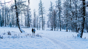 新疆喀纳斯冬季森林雪景情侣散步