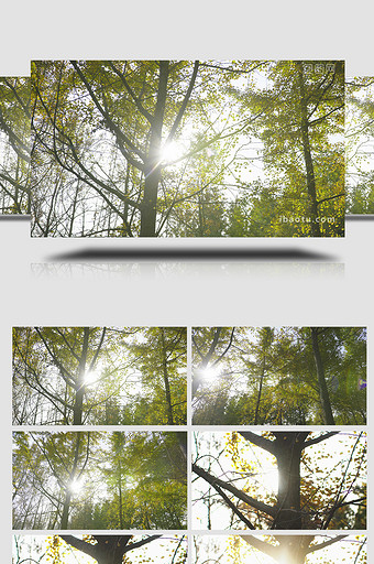 自然唯美树林阳光4K实拍图片