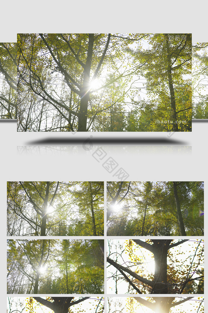 自然唯美树林阳光4K实拍