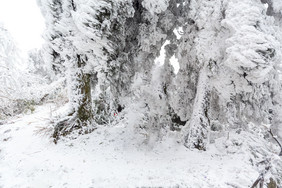 冬季树干上的大雪