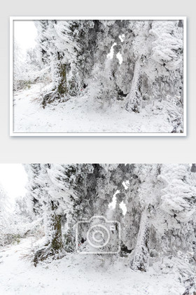 冬季树干上的大雪