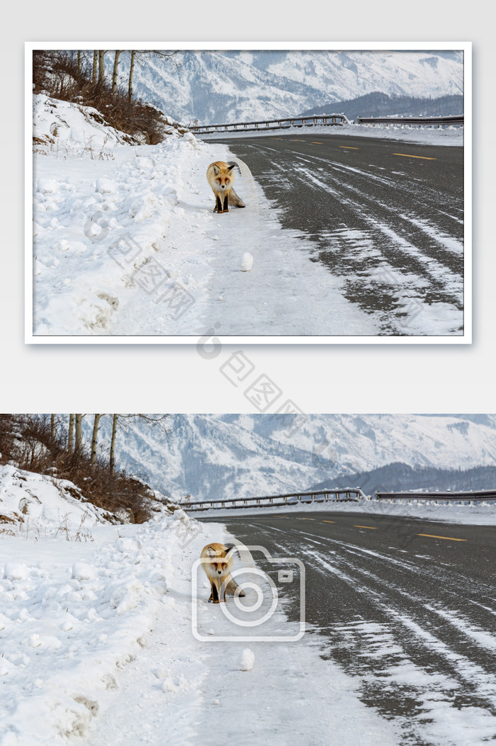 新疆雪地上的狐狸