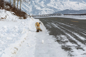 新疆雪地上的狐狸