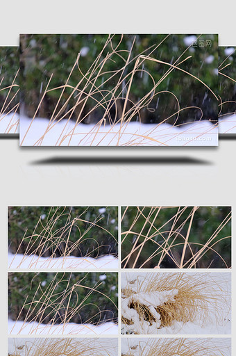 冬季雪景下雪野外荒草自然写意空境实拍图片