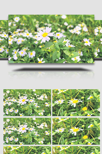 自然写意白色小菊花雏菊4K实拍图片