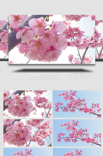 植物粉色樱花花朵花儿4K实拍图片