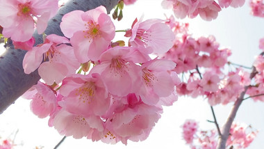 植物粉色樱花花朵花儿4K实拍
