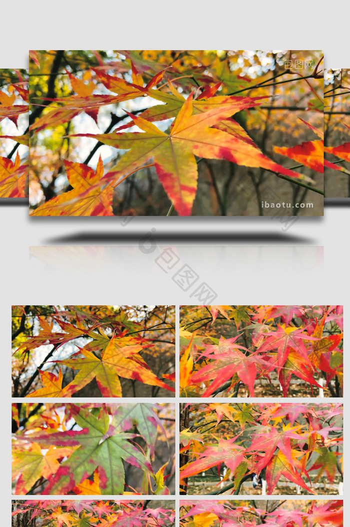 植物秋天风景红枫树叶枫叶变红4K实拍