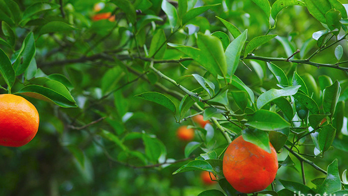 自然冬季树上丰收的橘子实拍视频4K
