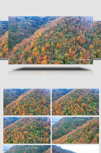 自然秋季森林红叶航拍唯美视频素材4K图片